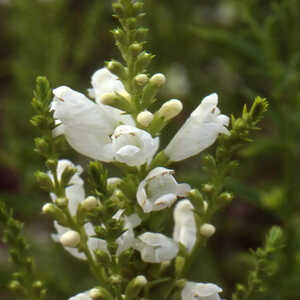 PHYSOSTEGIA virginiana 'Alba'