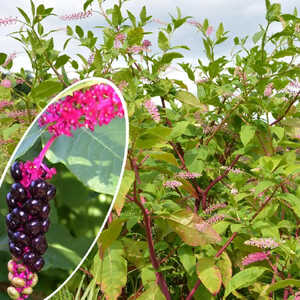 PHYTOLACCA americana (decandra)