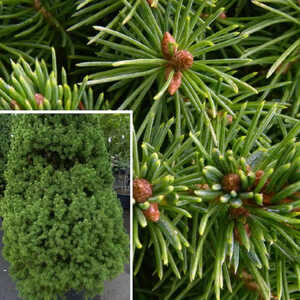 PICEA glauca 'Conica'