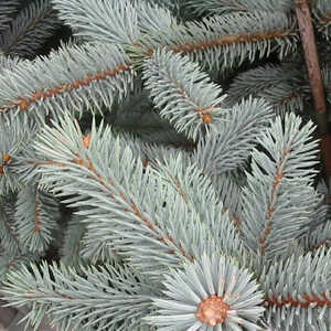 PICEA pungens 'Hoopsii'