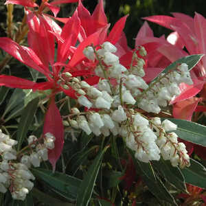 PIERIS 'Flaming Silver'