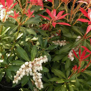 PIERIS 'Forest Flame'