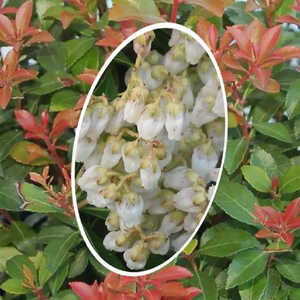 PIERIS japonica 'Little Heath Green'