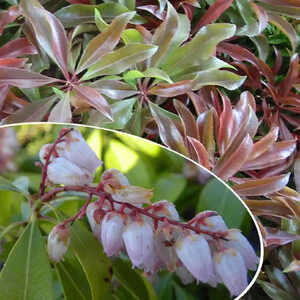 PIERIS japonica 'Shojo'