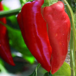 PIMENT Gorria (type Espelette)