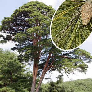 PINUS densiflora