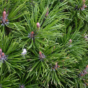 PINUS mugo 'Mops'