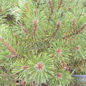 PINUS mugo var. pumilio