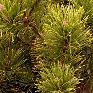 PINUS mugo 'Winter Gold'