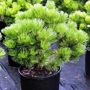 PINUS nigra 'Austriaca Nana'