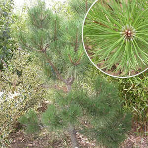 PINUS nigra var. austriaca (en topiaire)