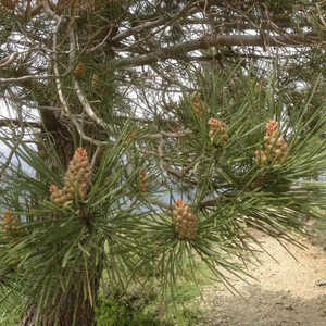 PINUS nigra subsp. laricio