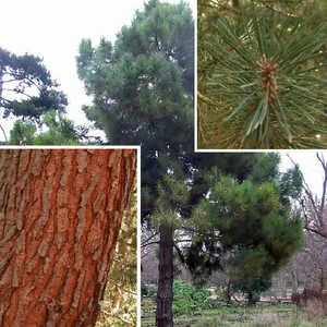 PINUS pinaster