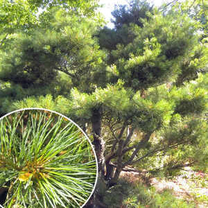 PINUS strobus 'Nana'