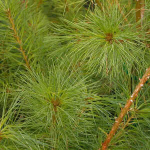 PINUS strobus