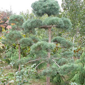 PINUS sylvestris (en topiaire)