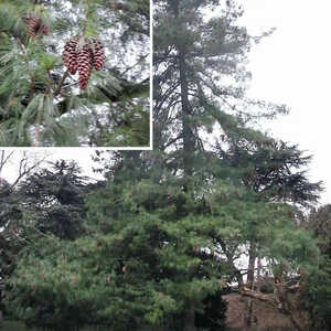 PINUS wallichiana (= griffithii)