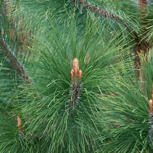 PINUS yunnanensis