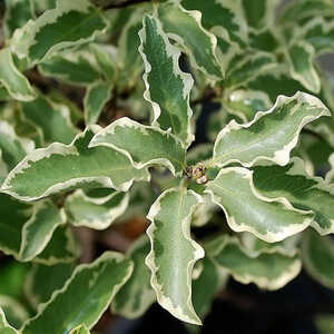 PITTOSPORUM argyrophyllum