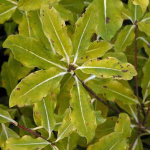 PITTOSPORUM eugenioides 'Golden King'