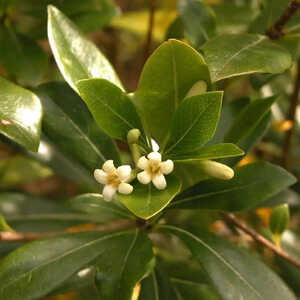 PITTOSPORUM heterophyllum