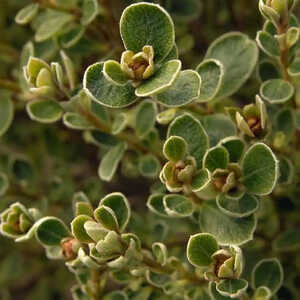 PITTOSPORUM ralphii 'Green Globe'