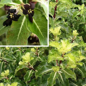 PITTOSPORUM tenuifolium 'Abbotsbury Gold'