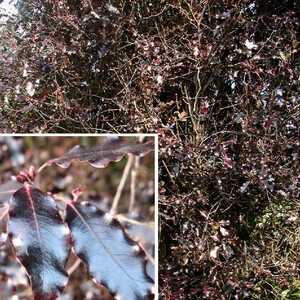 PITTOSPORUM tenuifolium 'Atropurpureum'