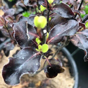 PITTOSPORUM tenuifolium 'Dark Diva'