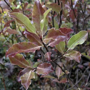 PITTOSPORUM tenuifolium 'Purpureum'