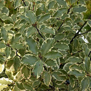 PITTOSPORUM tenuifolium 'Variegatum'