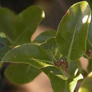 PITTOSPORUM tenuifolium