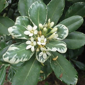 PITTOSPORUM tobira 'Variegatum'