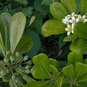 PITTOSPORUM tobira