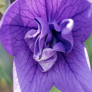 PLATYCODON grandiflorus 'Blaue Glocke'