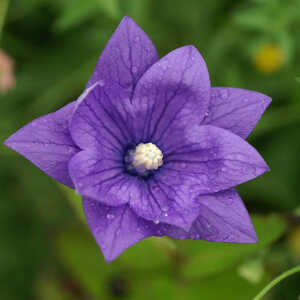 PLATYCODON grandiflorus 'Hakone Blue'