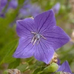 PLATYCODON grandiflorus 'Mariesii'