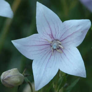 PLATYCODON grandiflorus 'Perlmutterschale'