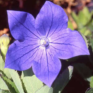 PLATYCODON grandiflorus 'Sentimental Blue'