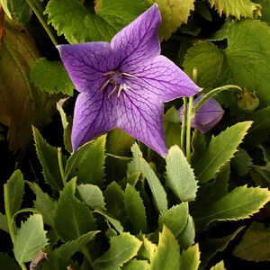 PLATYCODON grandiflorus 'Zwerg'