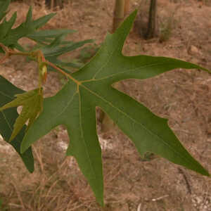 PLATANUS orientalis f. digitata