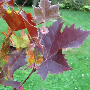 PLATANUS orientalis 'Mirkovec'