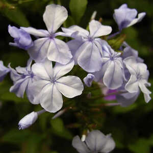 PLUMBAGO auriculata (capensis)