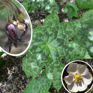 PODOPHYLLUM hexandrum