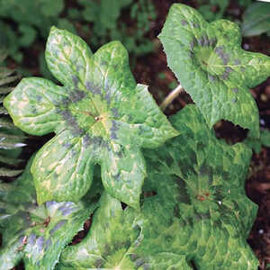 PODOPHYLLUM 'Kaleidoscope'