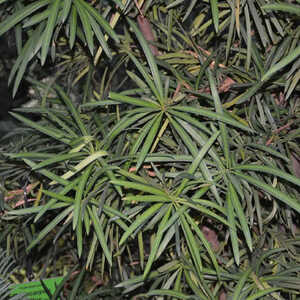PODOCARPUS macrophyllus