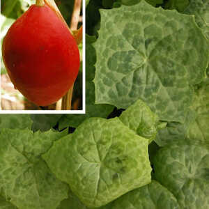 PODOPHYLLUM 'Spotty Dotty'