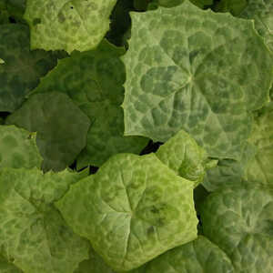 PODOPHYLLUM 'Spotty Dotty'
