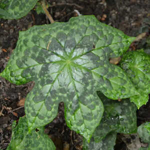PODOPHYLLUM 'Spotty Dotty'