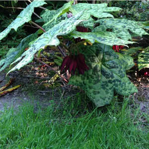PODOPHYLLUM 'Spotty Dotty'